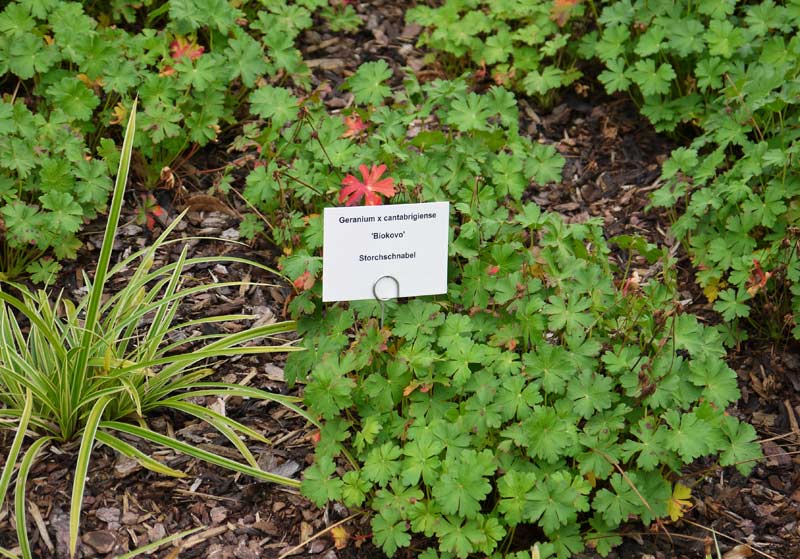 Storchenschnabel, Geranium in Sorten