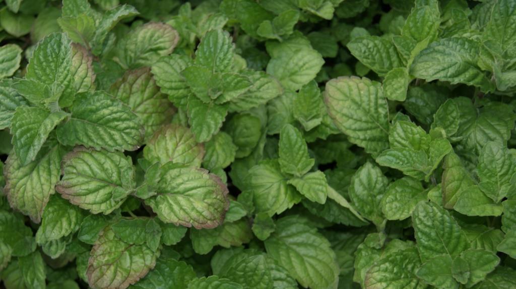Grapefruit Minze, Mentha suaveolens x piperita