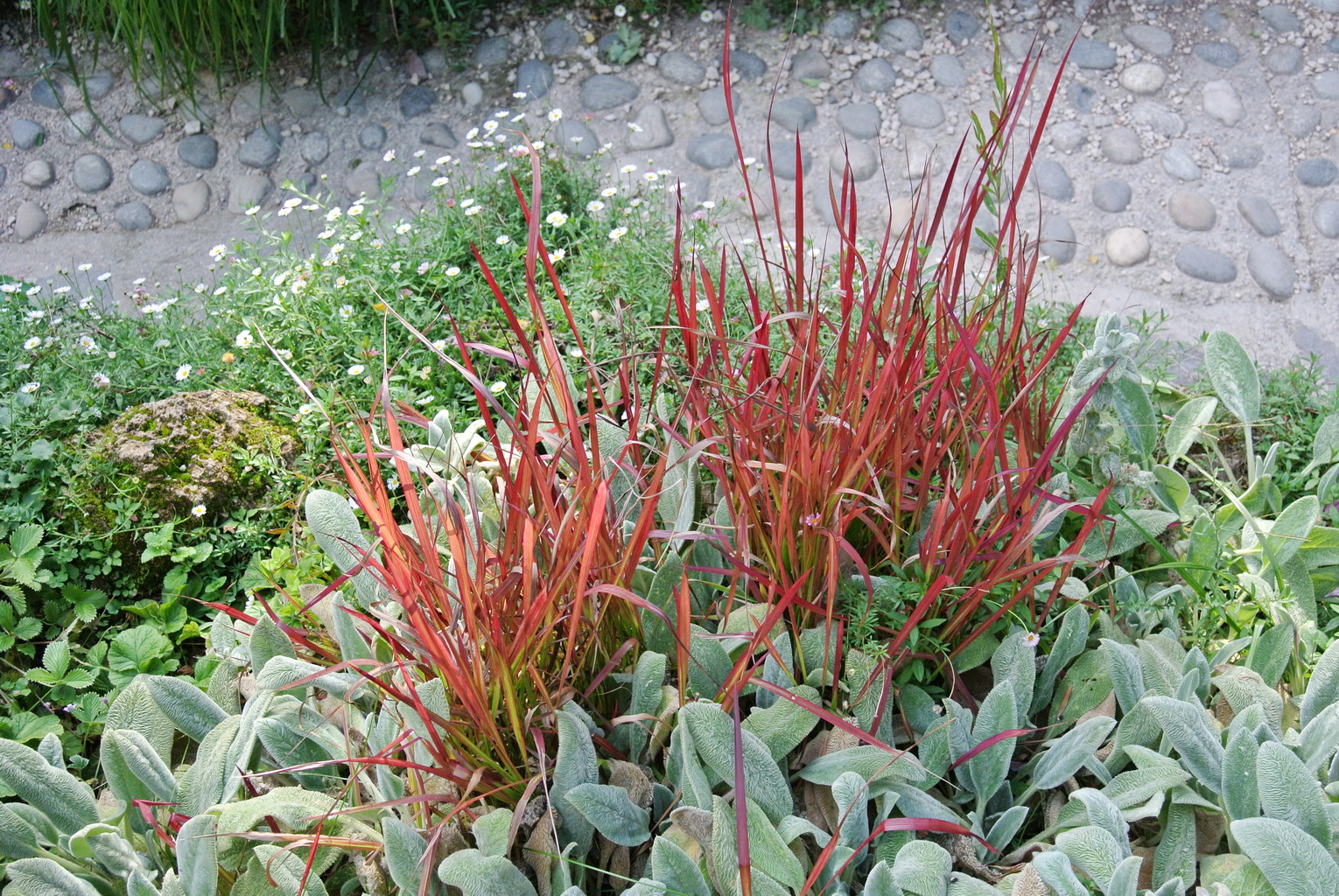 Imperata-2 Japanisches Blutgras, Imperata cylindrica Red Baron