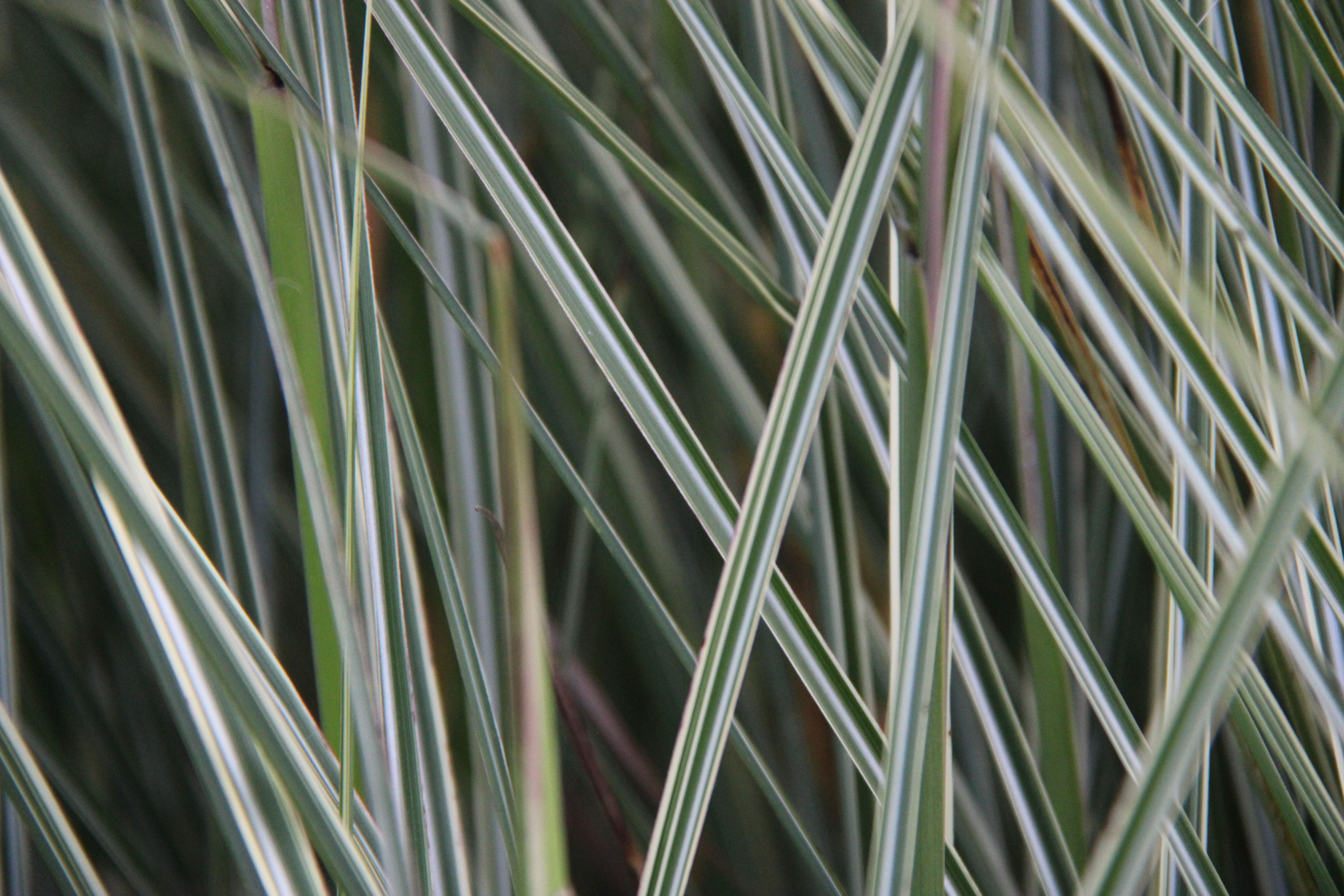 missmorninglight6 Chinaschilf, Miscanthus sinensis Morning Light