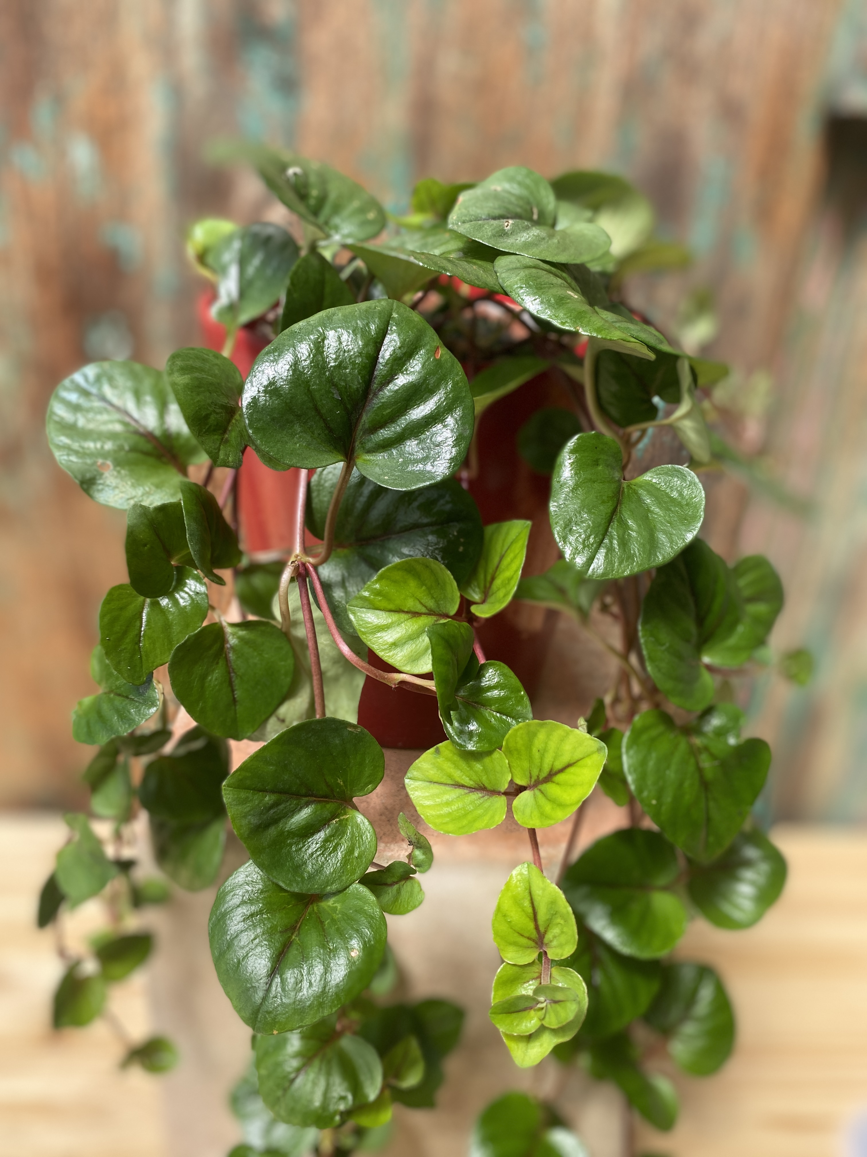 Chinesisches Pfennigkraut , Lysimachia christinae ‚Zixin‘