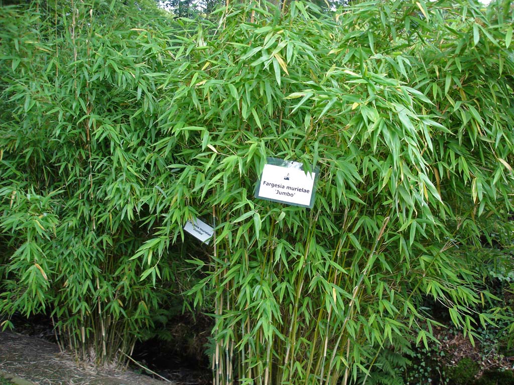 Fargesia murielae Garten Bambus