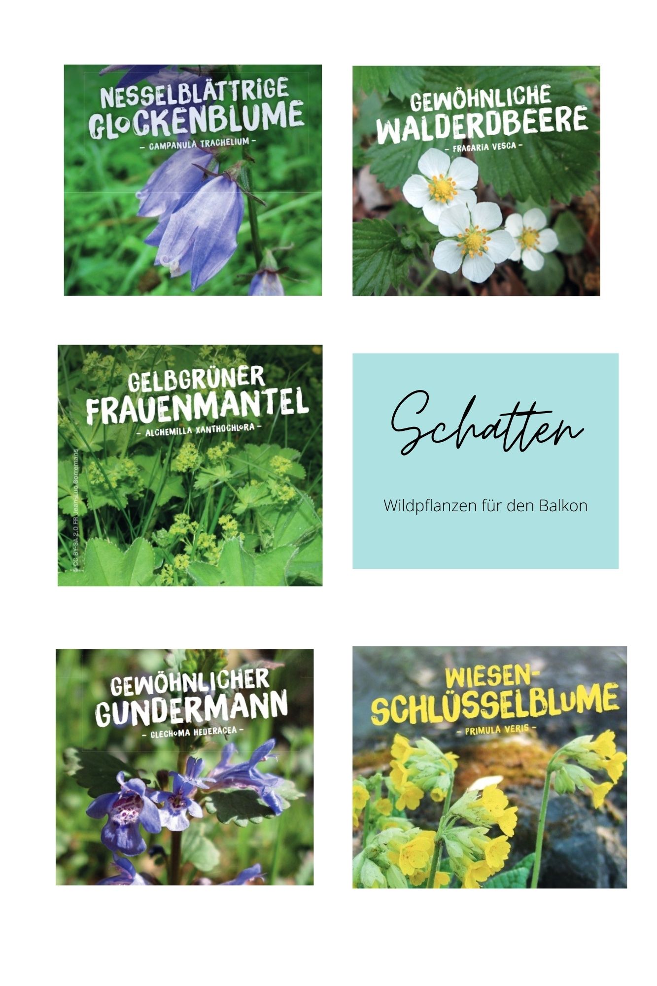 2e4pDXU3mxWZpI Wildpflanzen Paket Balkonkasten