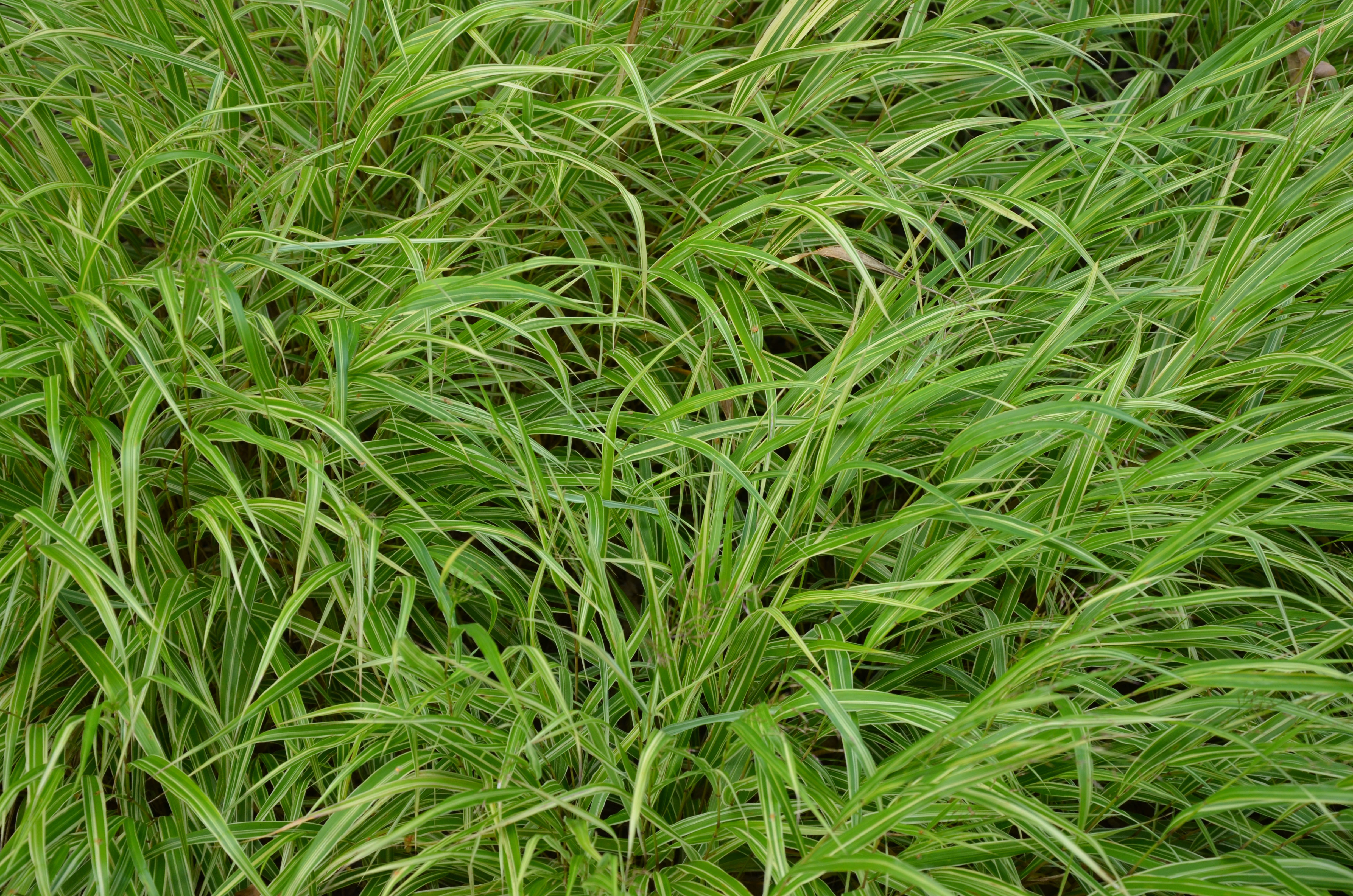 hmmalbostriata1 Japangras, Hakonechloa macra in Sorten