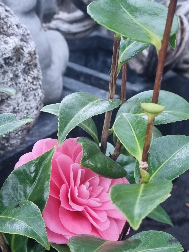 Camelia5vTHpgHbLDzSpn Camellia japonica rosa, Kamelien mit rosa Blüten