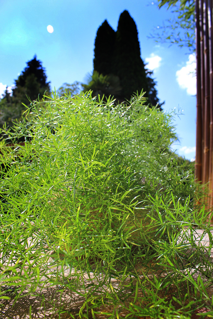 IMG_0020 Zierspargel - Asparagus densiflorus