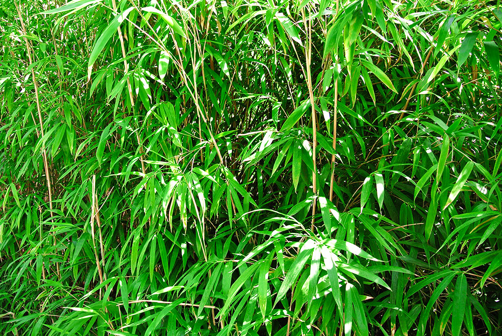 pseudosassa-japonicauQqqoxJRXaZZb Pfeil Bambus, Pseudosasa japonica