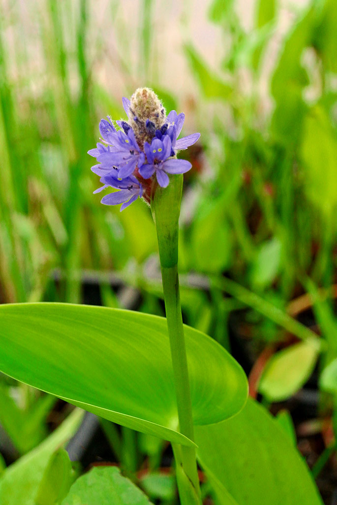 pontederia-cordataEhO0YKk4F1joV Pontederia cordata, Hechtkraut