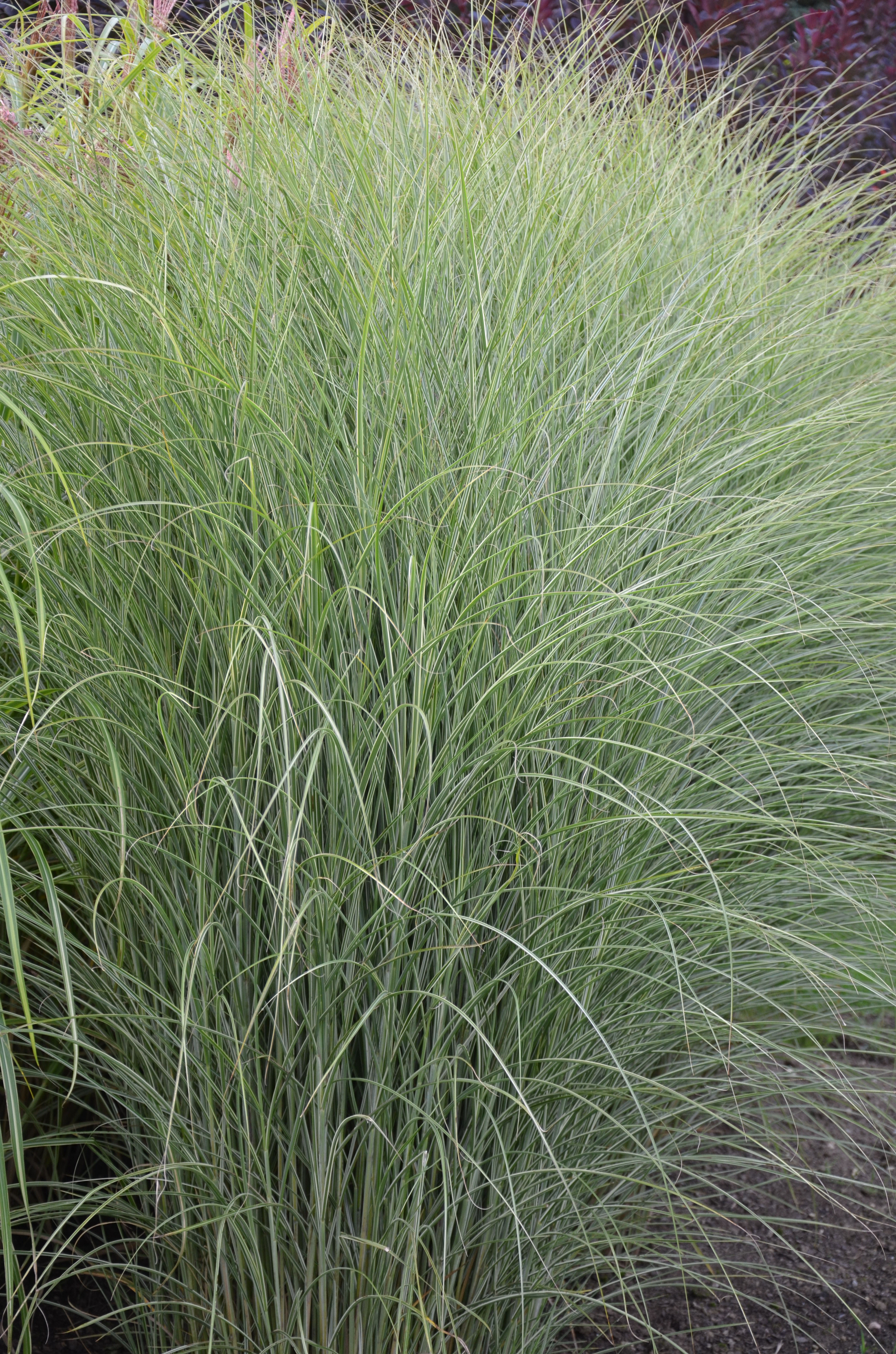 missmorninglight1 Chinaschilf, Miscanthus sinensis Morning Light