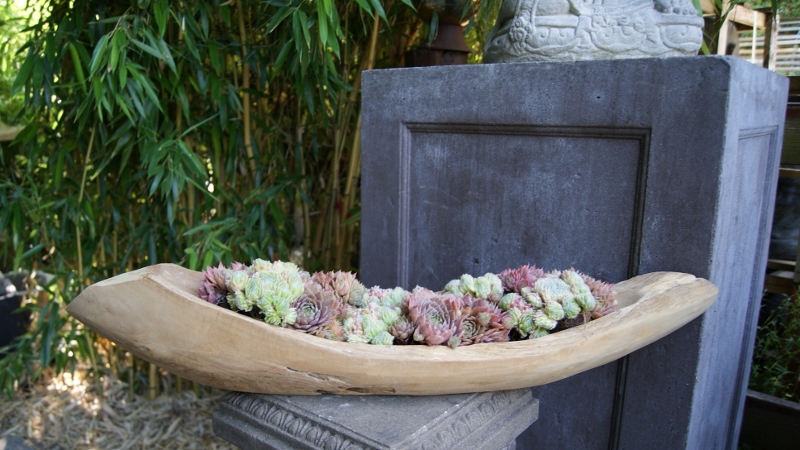 70cm-Schiff-800x450 Teak- Wurzel Schale länglich