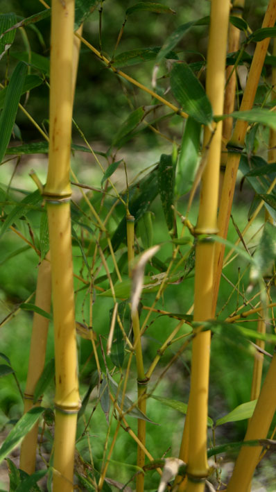 phyllostachys-aureosulcata-aureocaulis-bambuswald-1 Goldener Peking Bambus, Phyllostachys aureosulcata Aureocaulis