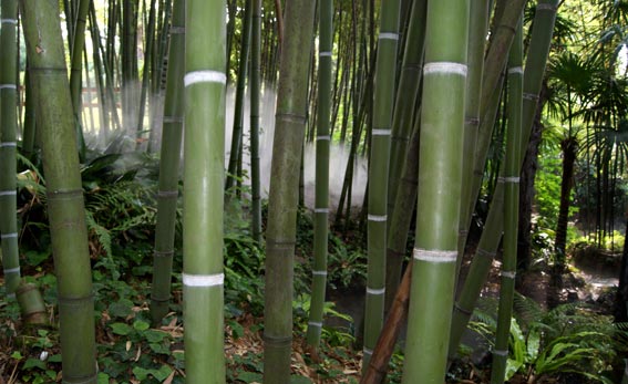 andrehellergarten1bambuswald