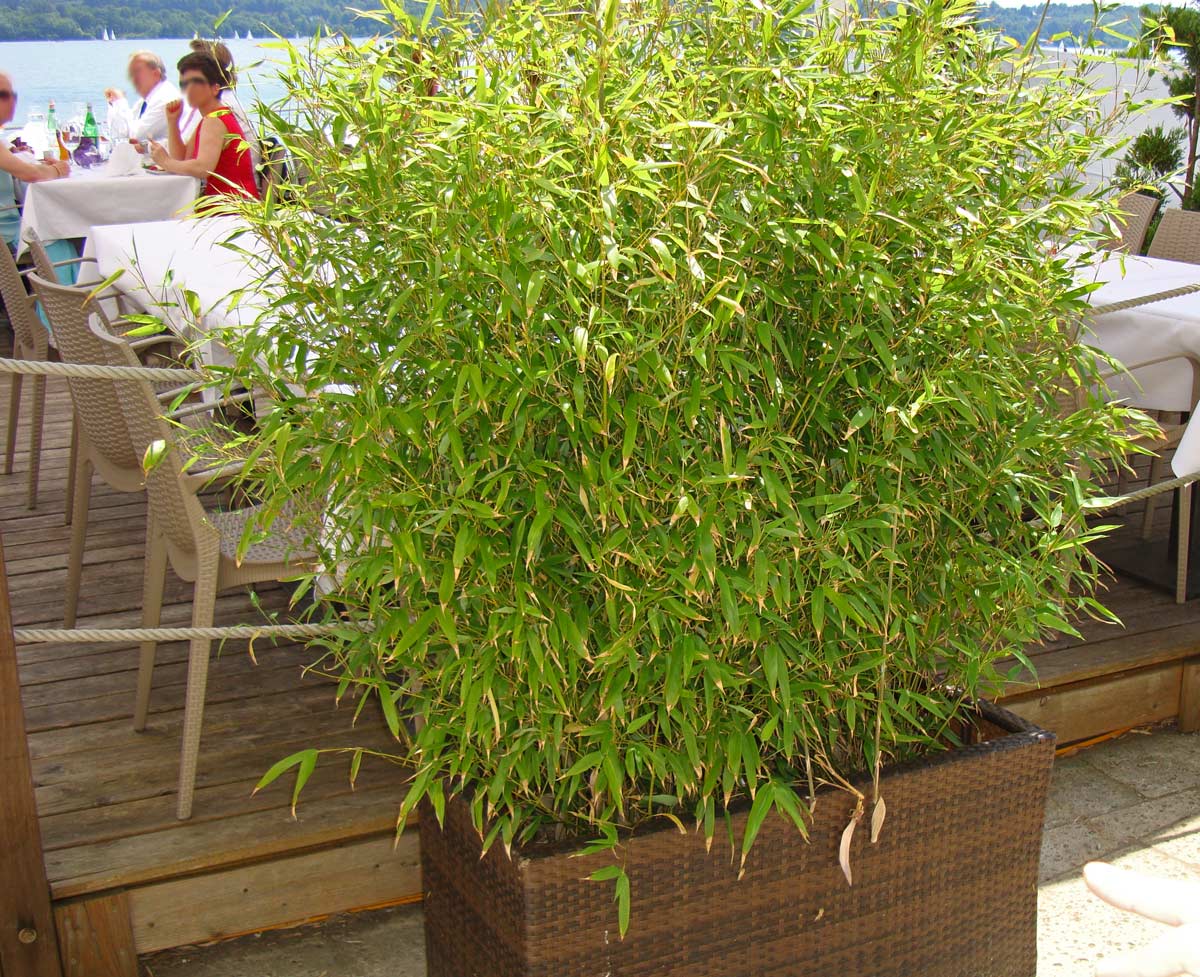 Fargesia-Rufa-Balkon-Terasse-1-Bambuswald Universaler Gartenbambus Fargesia rufa