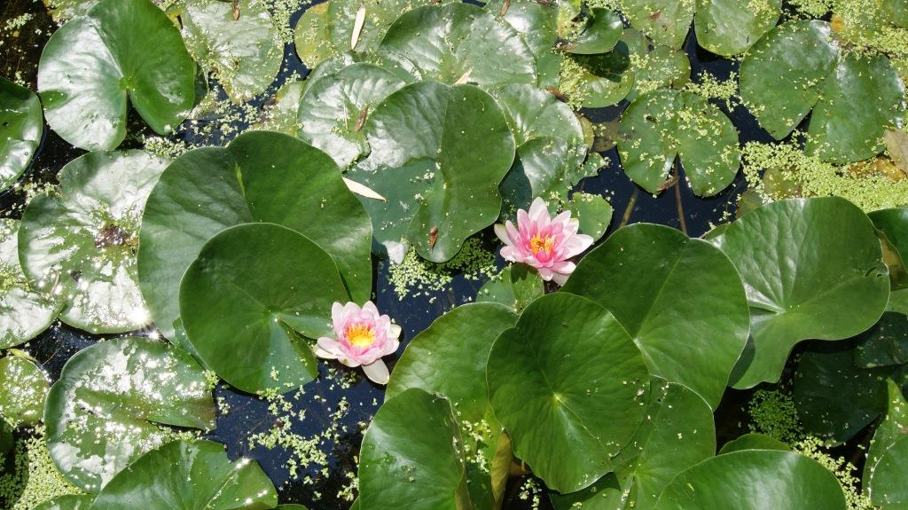 nymphaea-rosabl-hend-entengr-ze