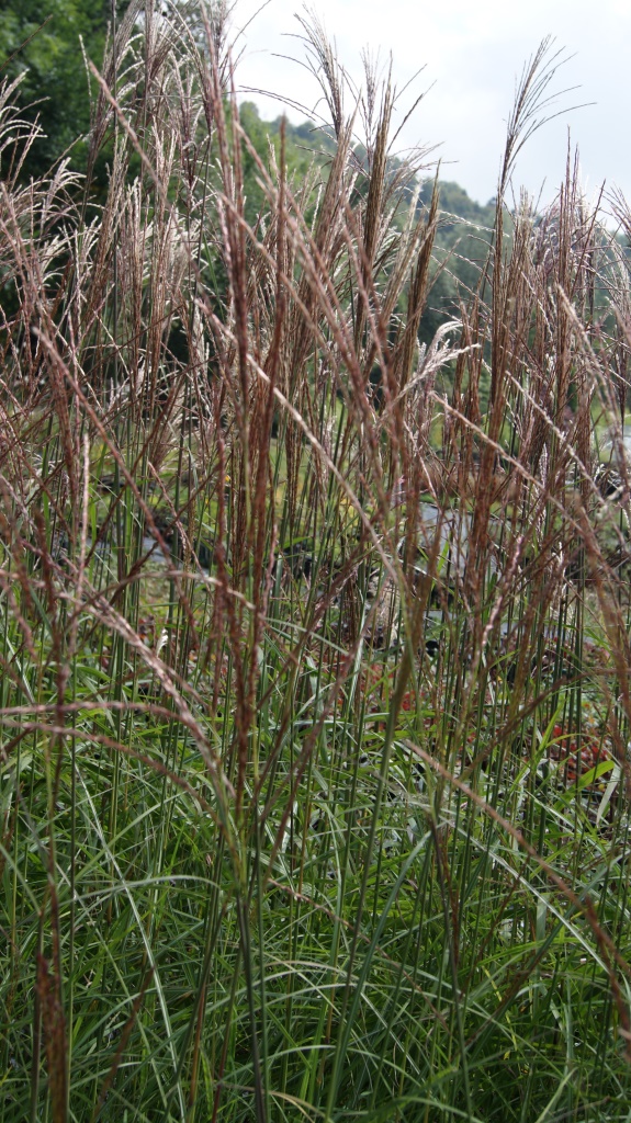 DSC05466 Chinaschilf Malepartus, Miscanthus sinensis Malepartus
