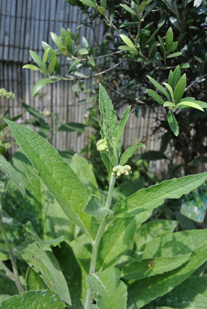 beinwell-neu-kr-uter Beinwell, Symphytum officinale