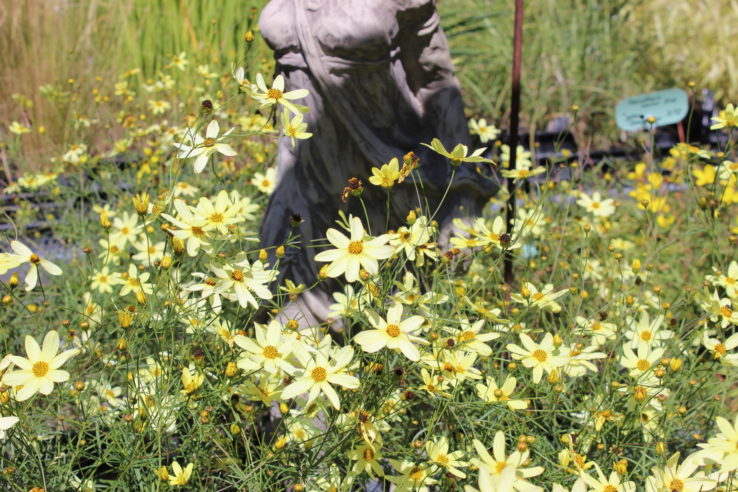 Netzblatt Schönauge Moonbeam - Coreopsis verticillata Moonbeam