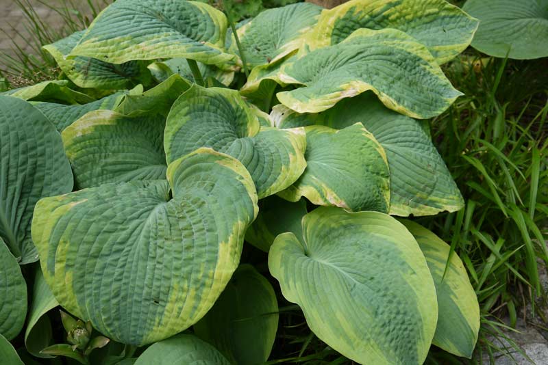 hosta-sieboldiana-frances-williams-bambuswald Blaue Gelbrand-Funkie, Hosta sieboldiana Frances Williams