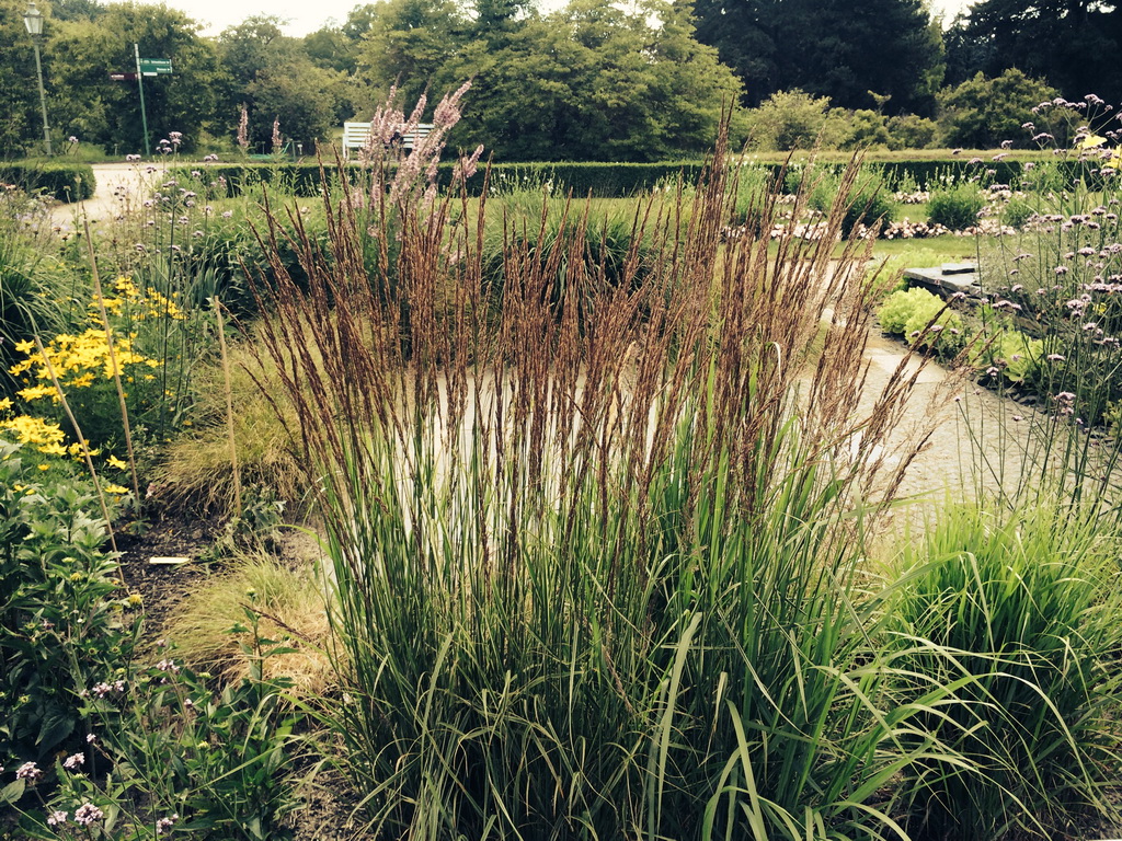 Calamagrostis Reitgras, Calamagrostis x acutiflora Karl Förster