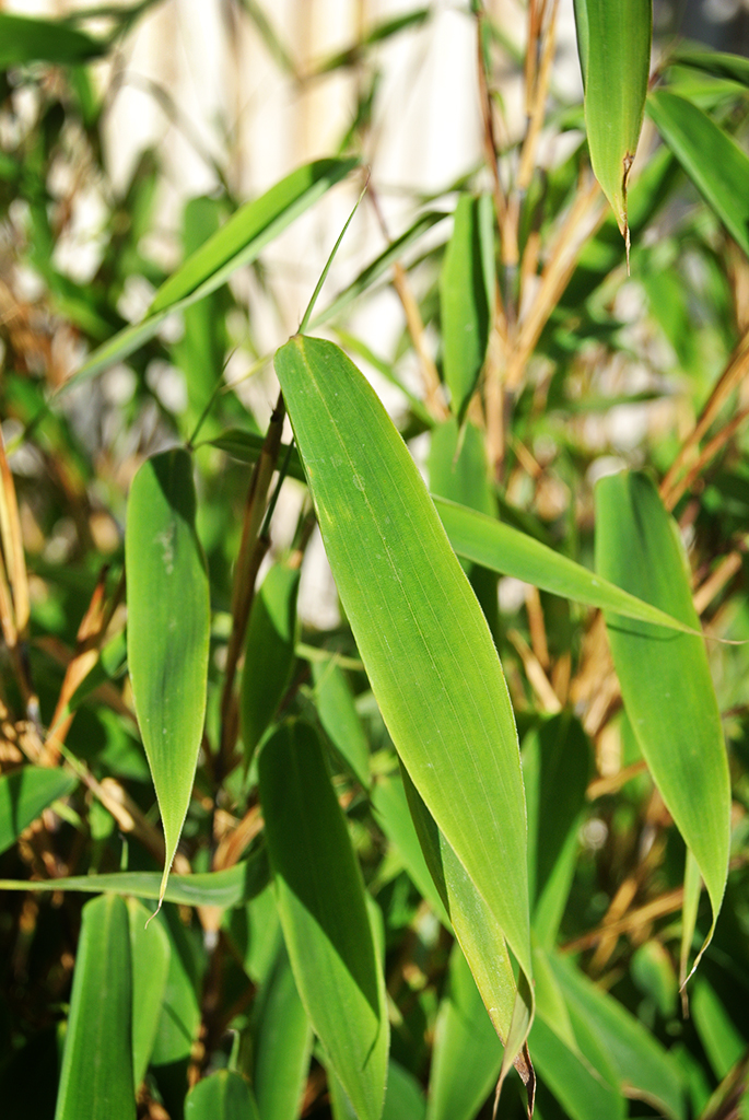 Fargesia-Murieleae-Elias5 Ausläuferfreier Zwergbambus, Fargesia murielae Elias