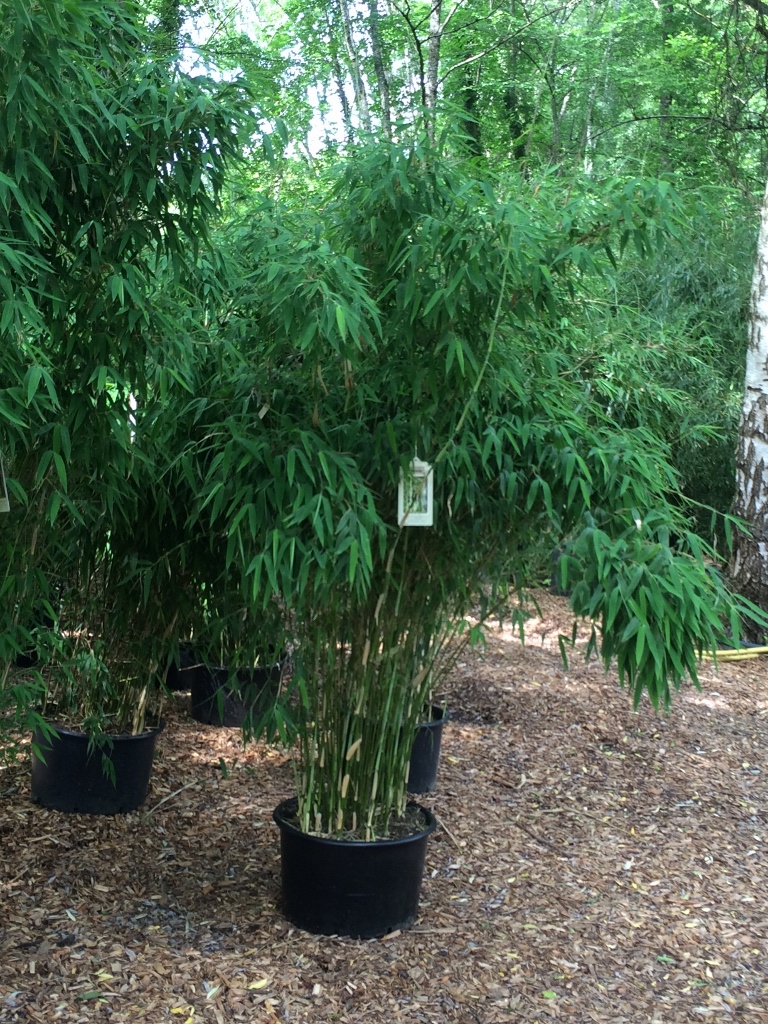 Ivory-ibis-1024x768 Elfenbeinbambus, Fargesia Ivory Ibis ®