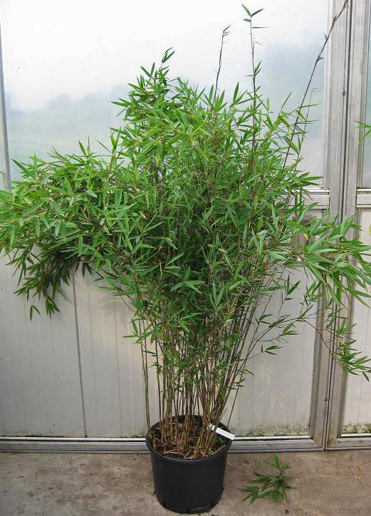 Bambus-Fargesia-Black-pearle-4-Bambuswald Schwarzer Schirmbambus, Fargesia nitida Black Pearl