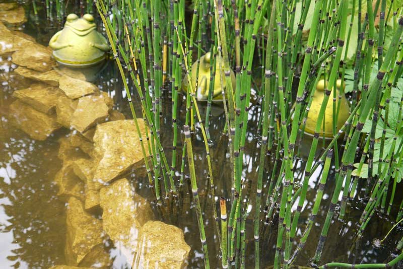 Wasser- und Sumpfpflanzen fr Ihren Garten | Bambuswald Wasser- und Sumpfpflanzen fr Ihren Garten | Bambuswald