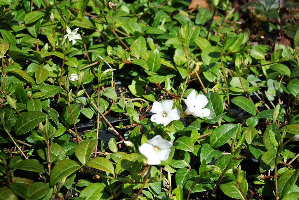 Vinca-minor-alba Kleines Immergrün, Vinca minor