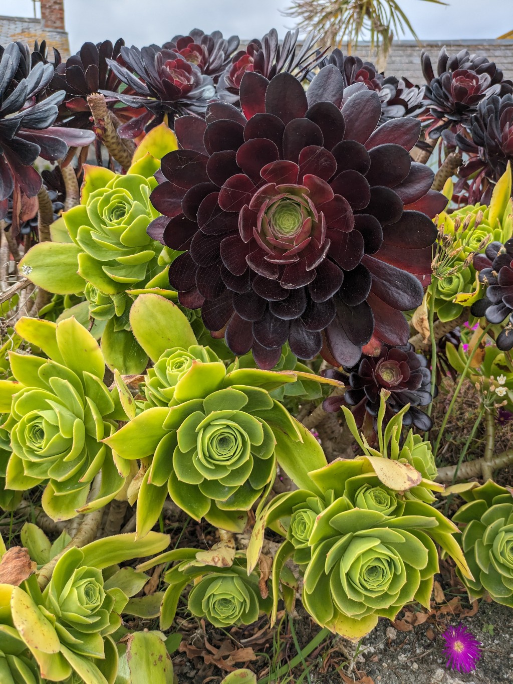Aeonium-Sukkulentefb8Fx6KzJIqVf Dunkles Rosettendickblatt, Aeonium Arboreum Veleur