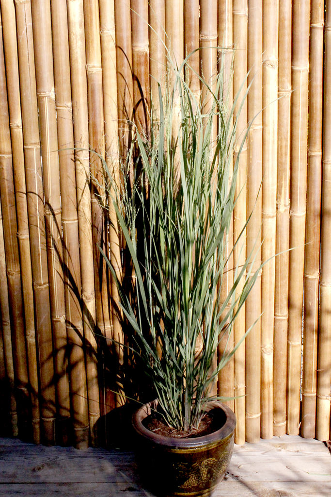 Riesen Rutenhirse, Panicum virgatum Nordwind