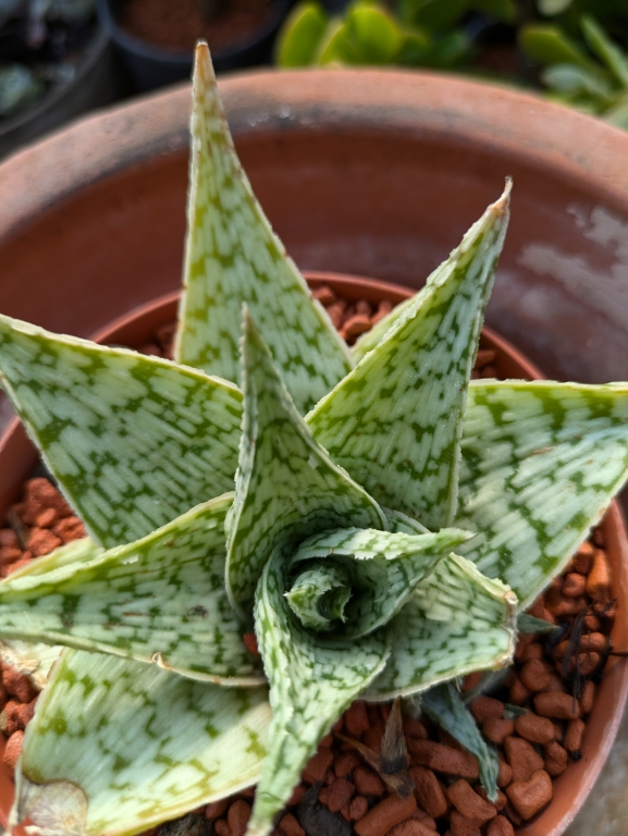 Aloe donnie