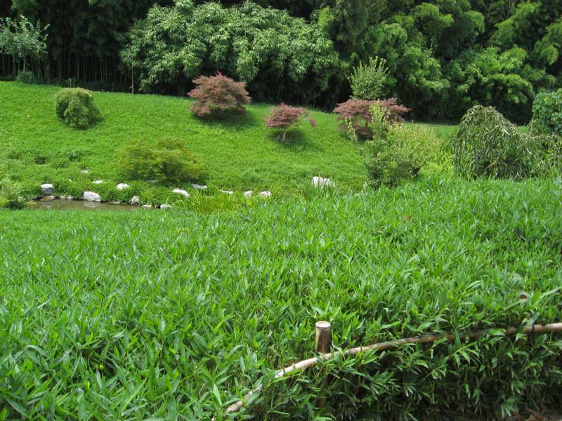 sasa-pumila-geschnitten_bambuswald526fb40749326 Zwergbambus Pleioblastus pumilus (Sasa Pumila)