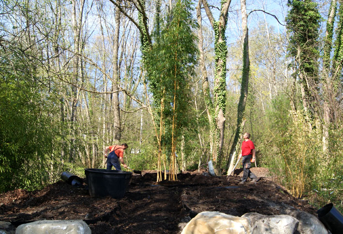 phyllostachys-vivax-aureocaulis-bambuswald-850e598aaa6b4650fadf3d3b3e8