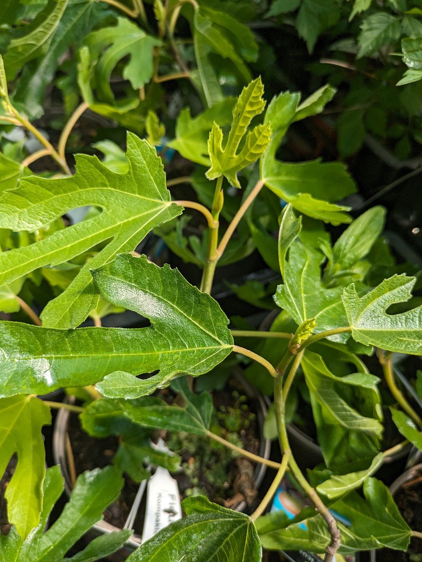 Zwergfeige2aTj4yg3vtlho3 Zwergfeige, Ficus carica ´Little Miss Figgy´