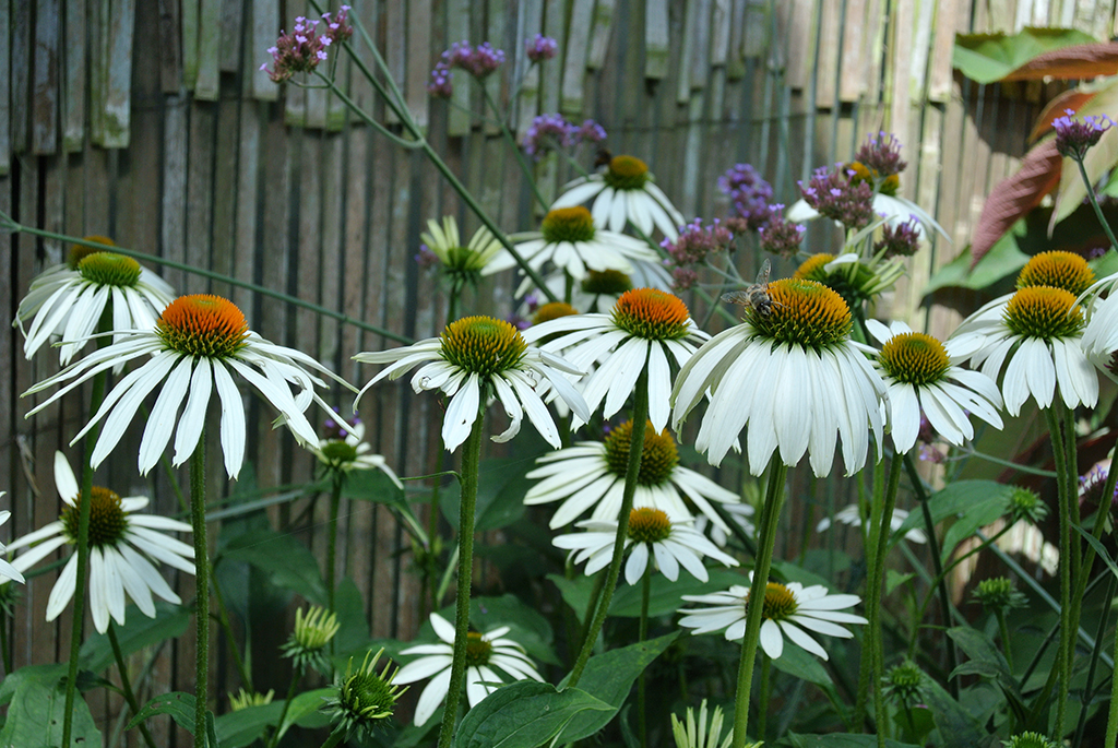 Echinacea-Weiss-2 Sonnenhut, Echinacea purpurea in Sorten