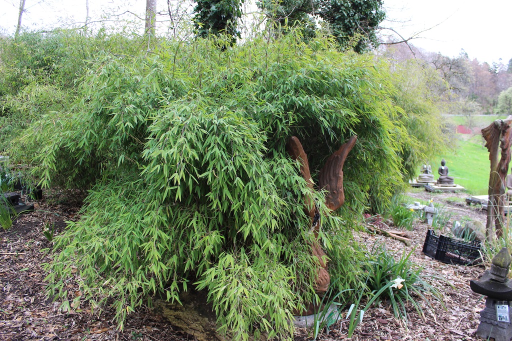 Vulcano Kompakter Bambus, Fargesia nitida Volcano