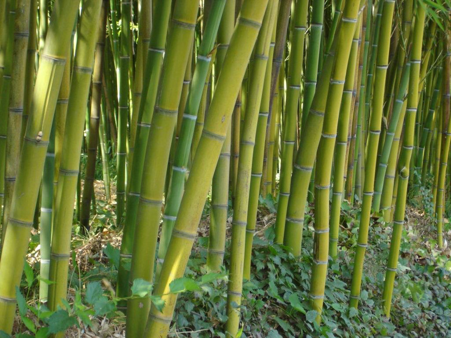banner-phyl-bissetii Grüner Bambus, Phyllostachys bissetii