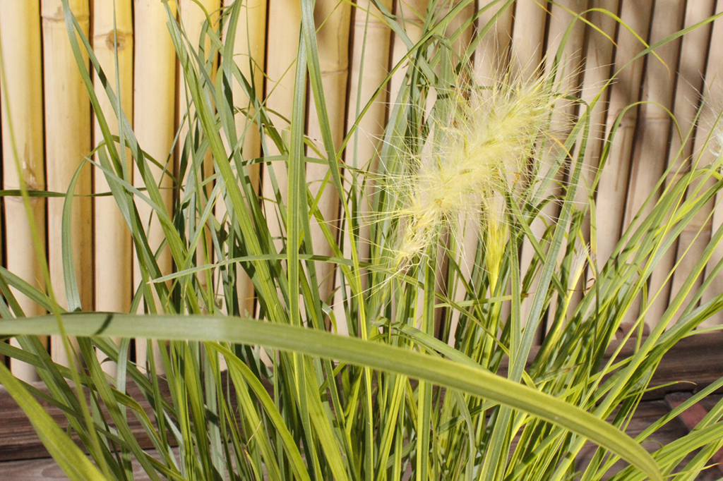 _MG_0016 Wolliges Federborstengras, Pennisetum villosum