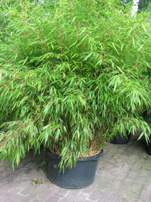 rufa Universaler Gartenbambus Fargesia rufa