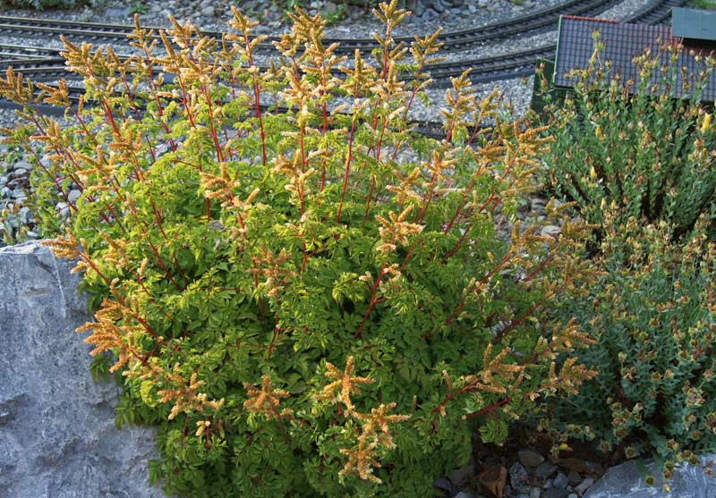 Astilbe in Sorten, Chinesische Prachtspiere