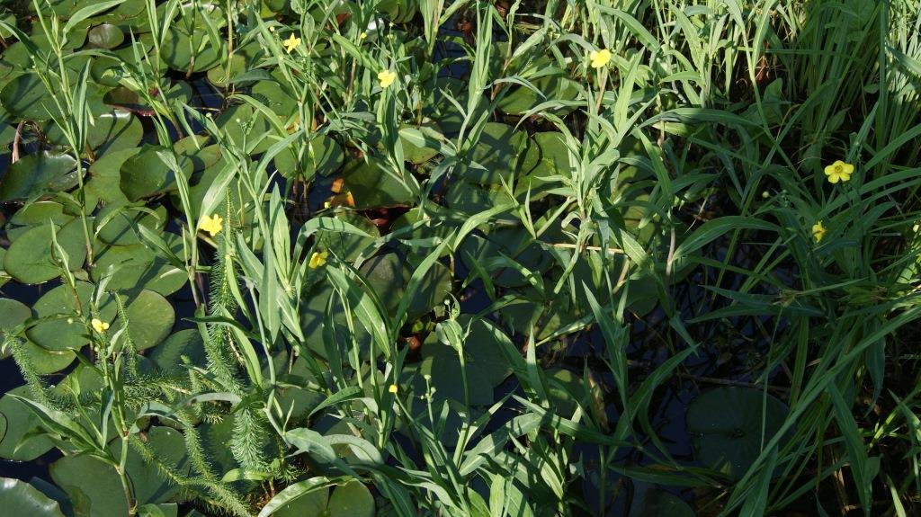 ranunculus-lingua-ranunkel-sumpf Ranunculus lingua, Sumpfhahnenfuß