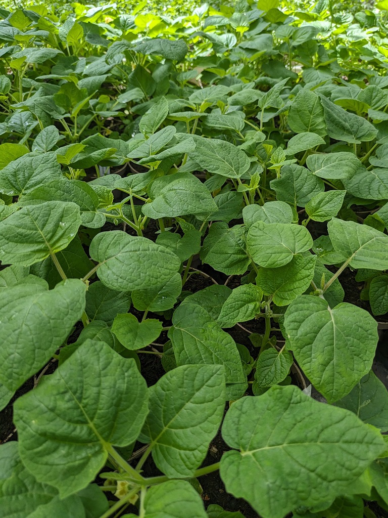 PhysalisSzWy0zJ2j15PT Physalis alkekengi- Riesenlampionblume