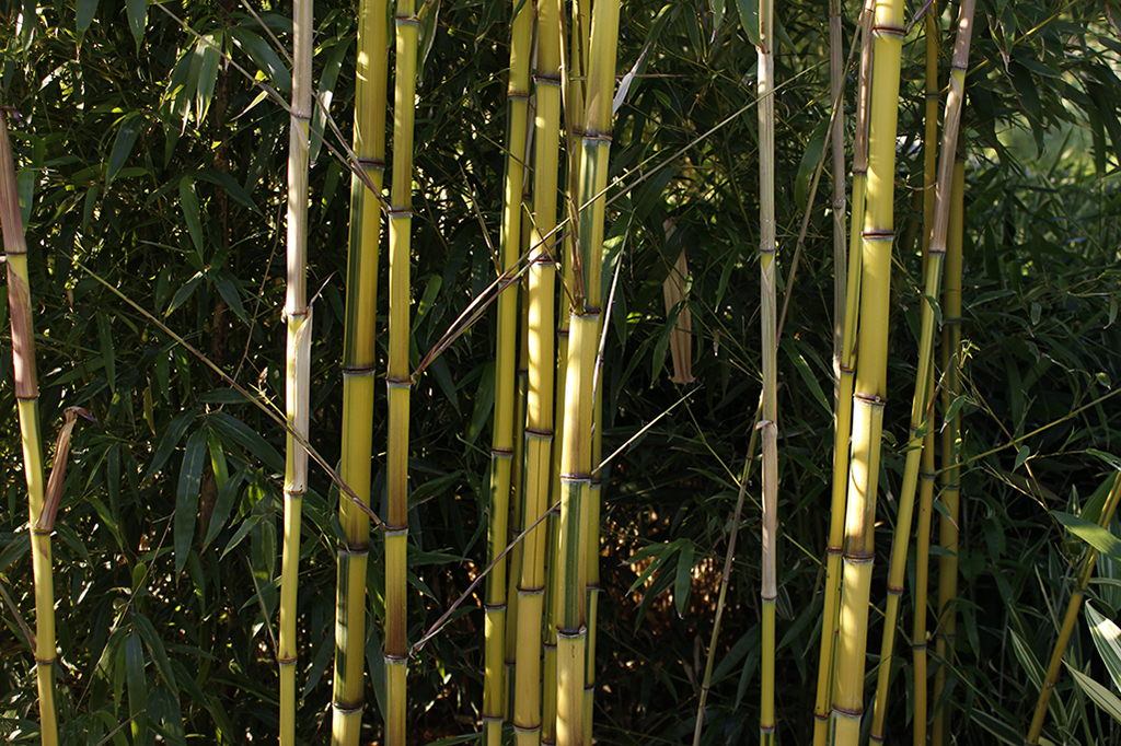 _MG_0026-vivax-aureocaulis Zauber Bambus, Phyllostachys vivax Aureocaulis