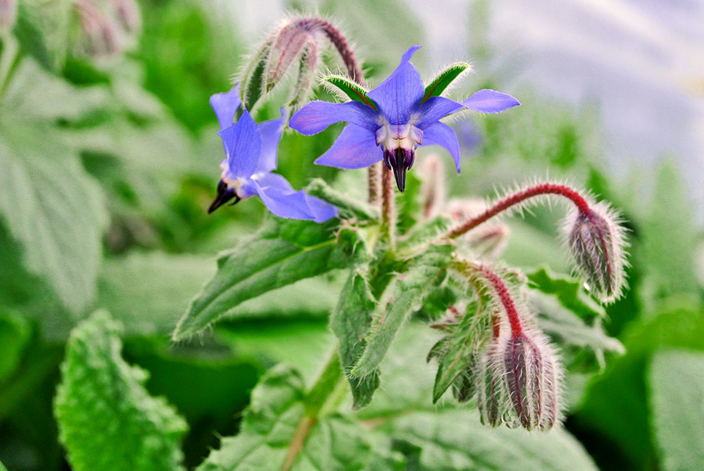Borretsch, Borago officinalis