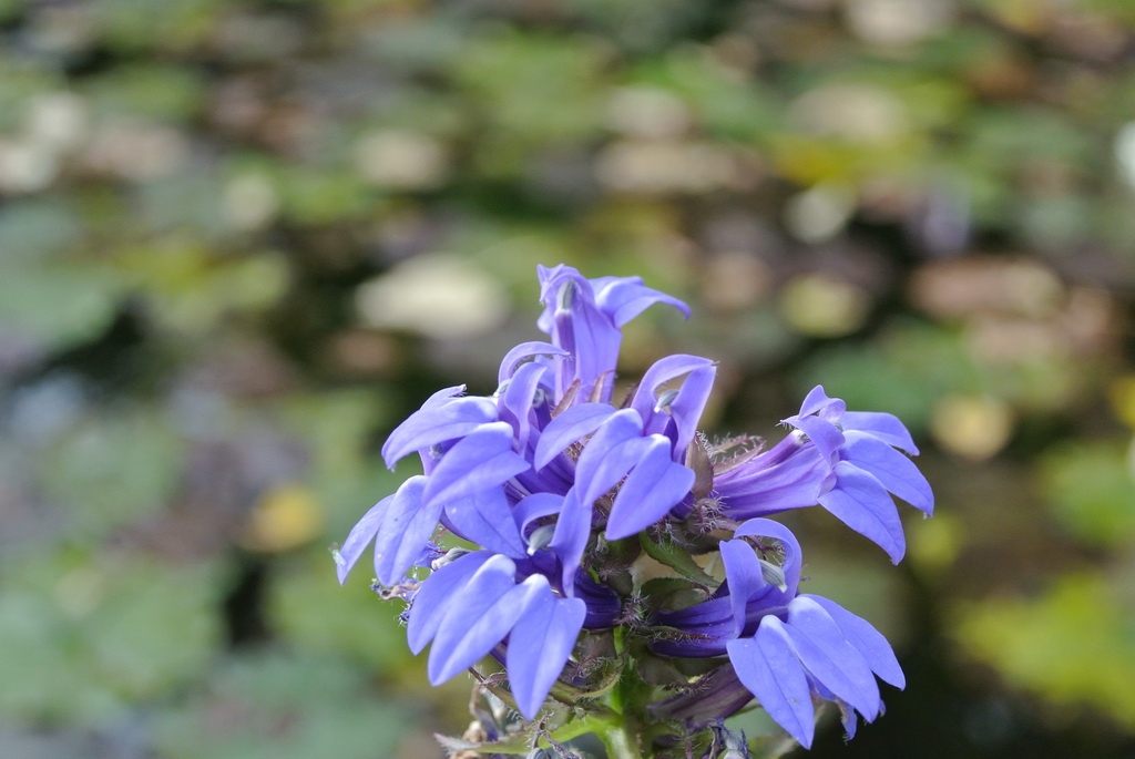 Lobelia siphilitica, Sumpflobelie
