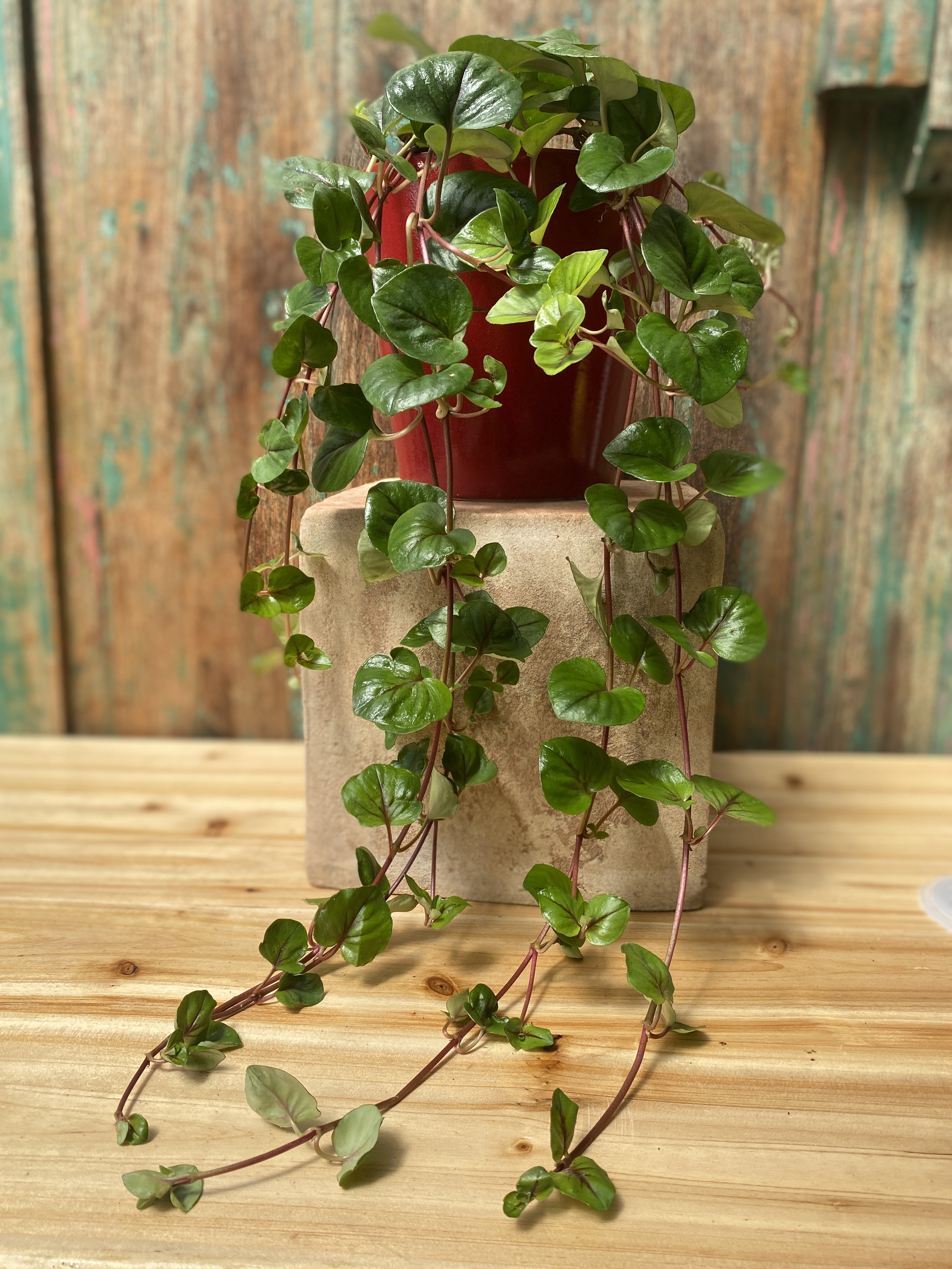 Chinesisches Pfennigkraut , Lysimachia christinae ‚Zixin‘