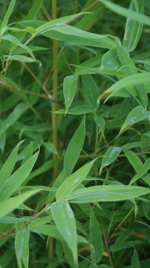 phyl-aurea-koi Koi Goldrohr Bambus , Phyllostachys aurea Koi