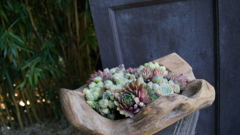 40cm-oval-800x450 Teak- Wurzel Schale rund