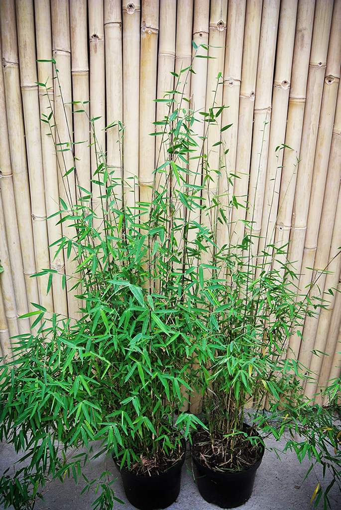 BlackCherry0 Black Cherry Bambus, Fargesia spez. Jiuzhaigou 4