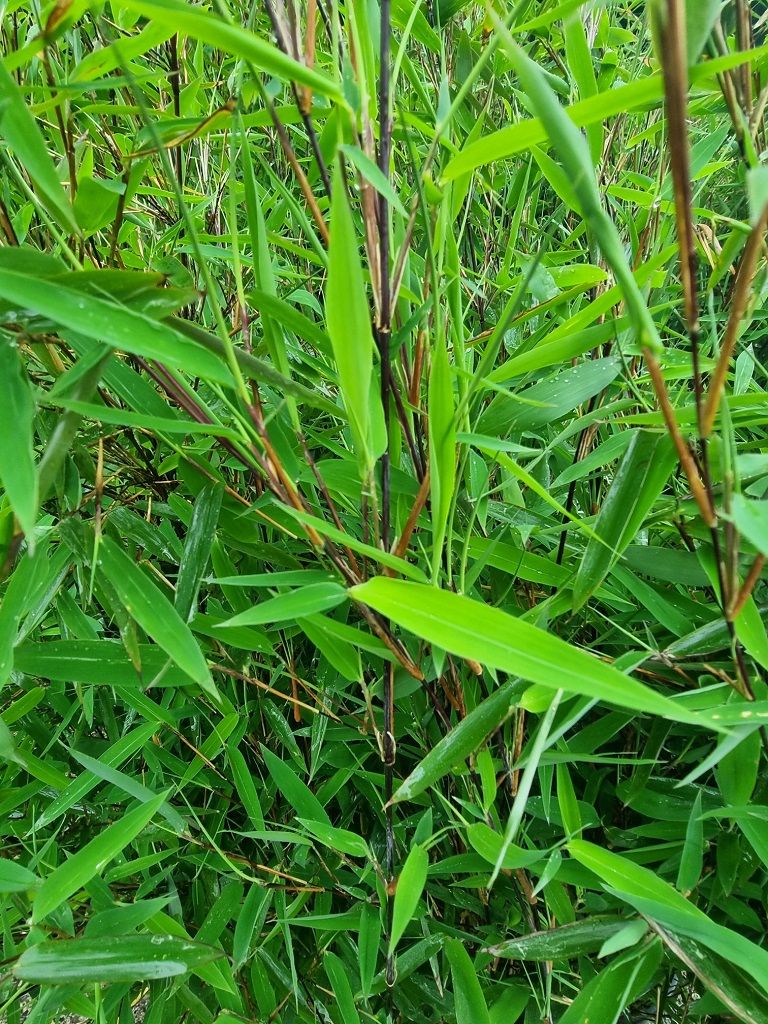 Black-Pearl2 Schwarzer Schirmbambus, Fargesia nitida Black Pearl